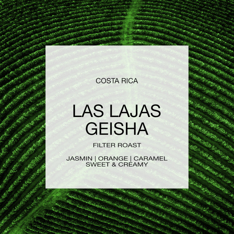 COSTA RICA | LAS LAJAS GEISHA