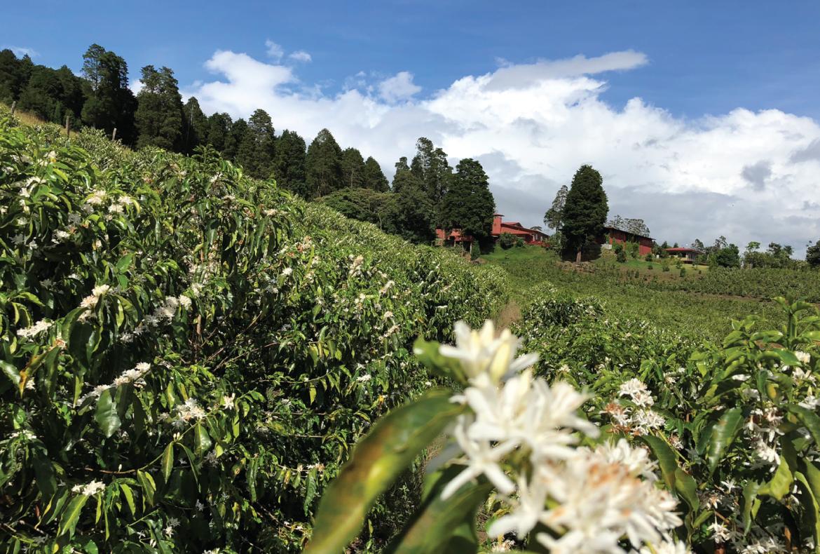 COSTA RICA | VOLCAN AZUL